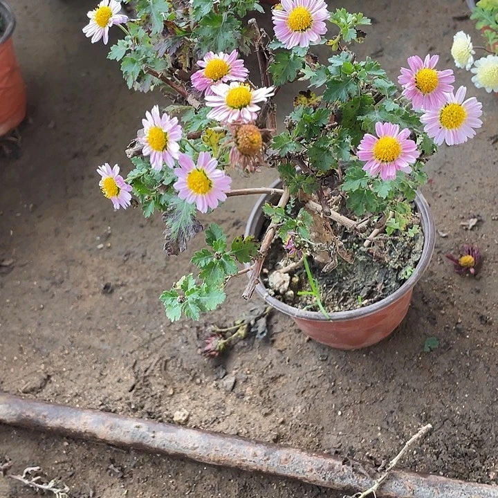 静***潮20菊花菊花计划经济好