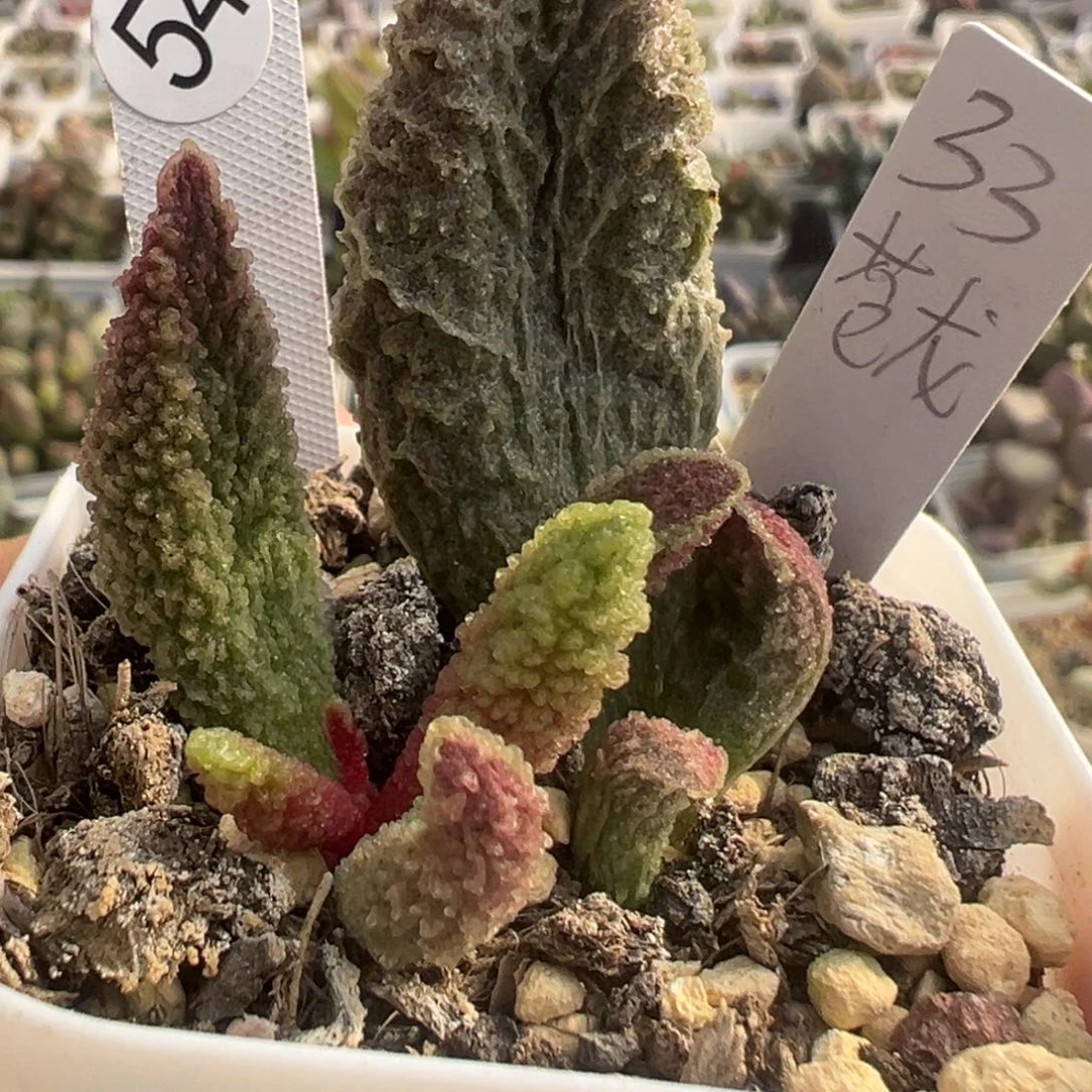 54苍龙大苗多头多肉植物