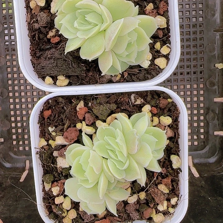 花时光精品多肉27