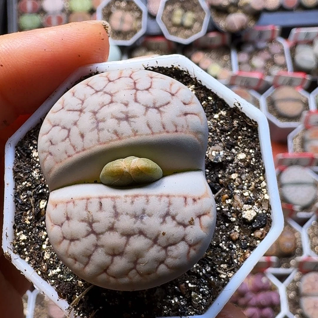 生石花333:：：。  113