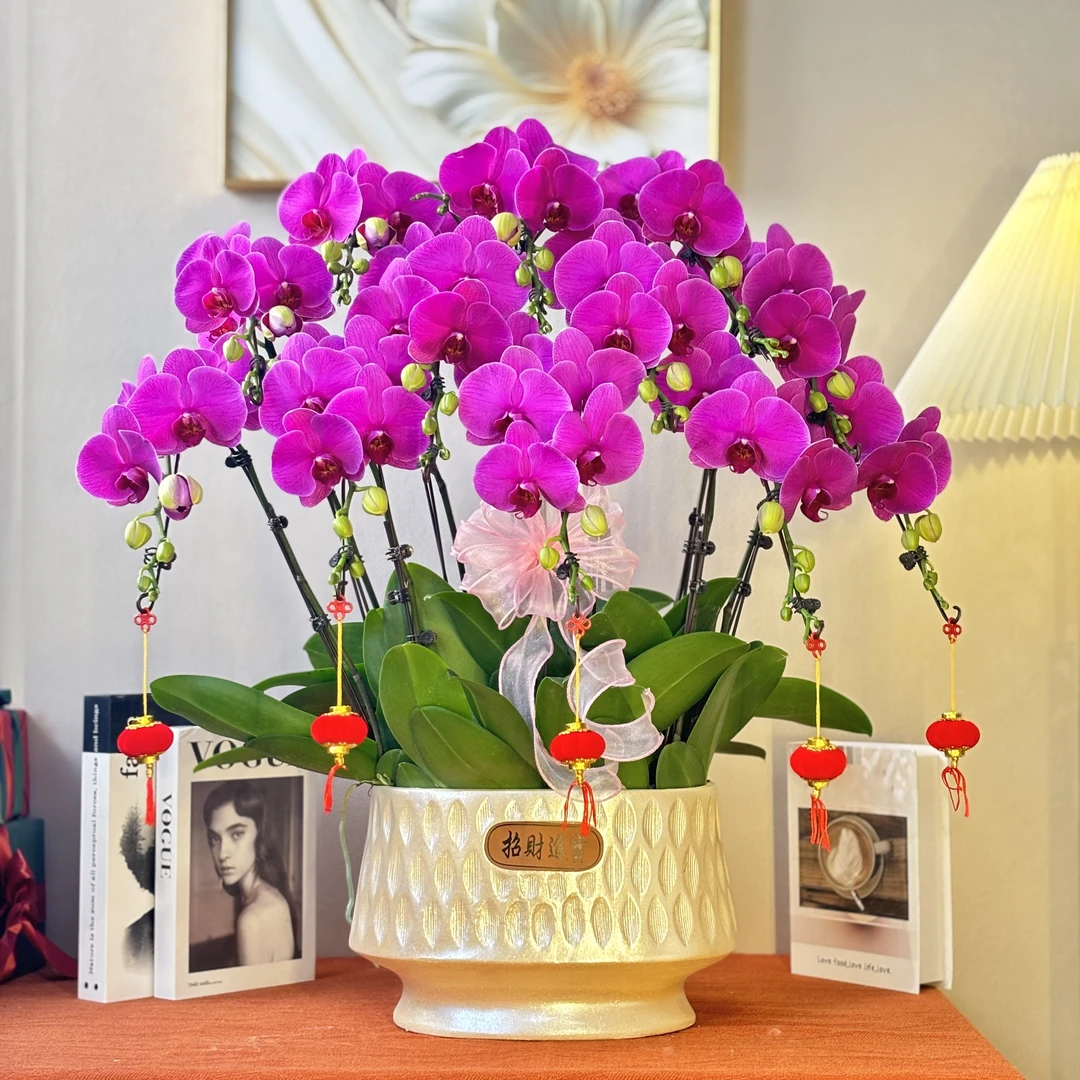 蝴蝶兰《恭喜发财》年宵花 经典好养耐养苗情优质叶片碧绿 基地直发