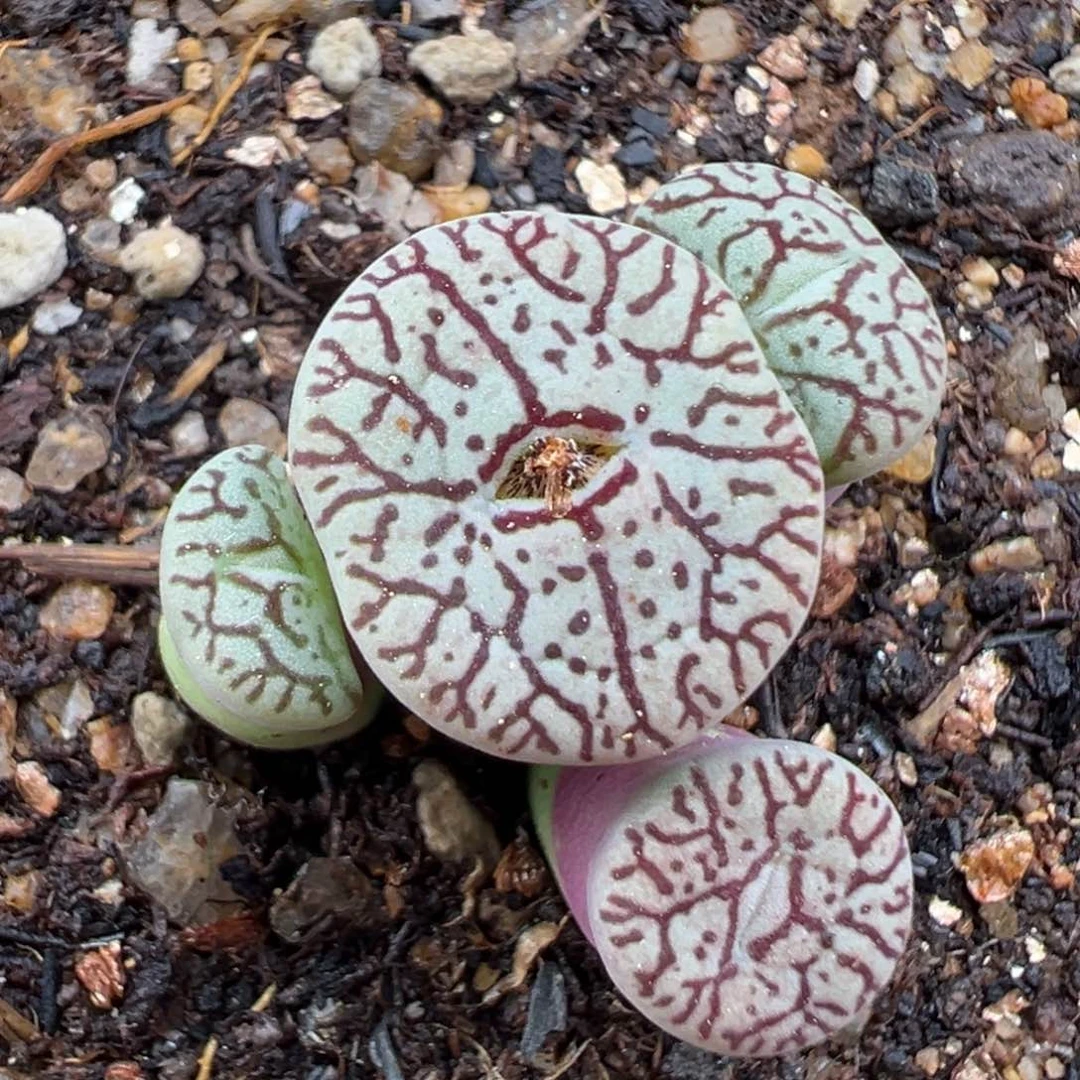 2.18好看的多肉203