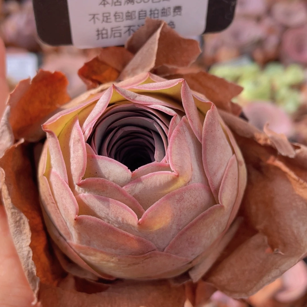 山地玫瑰C720裸根发货断枝不包损不售后