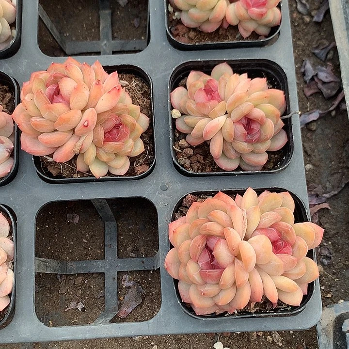 琴心双头糖心带盆土