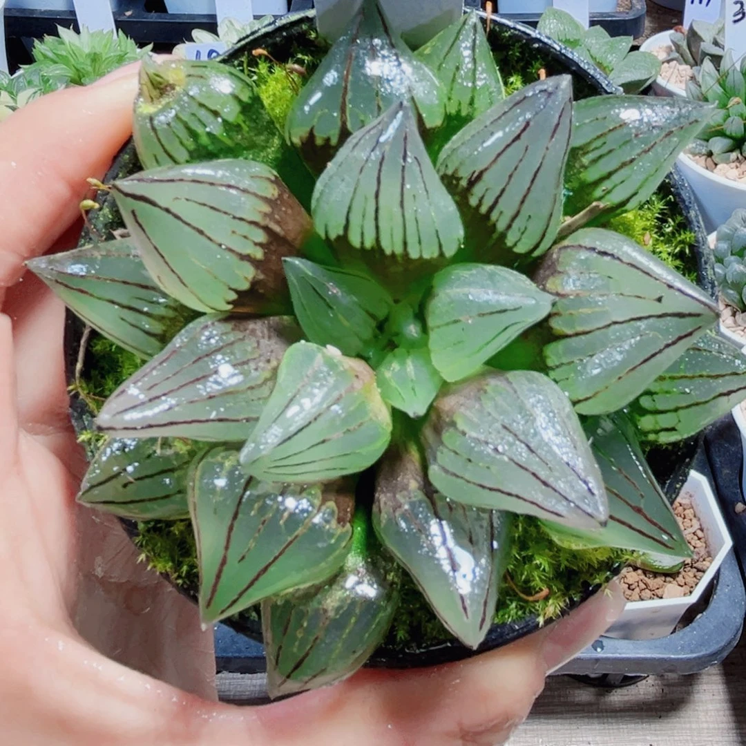 西瓜寿多肉植物666