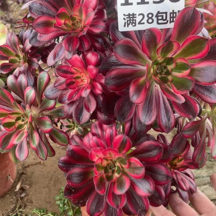 原*厨1150一号棚香奈尔母本C