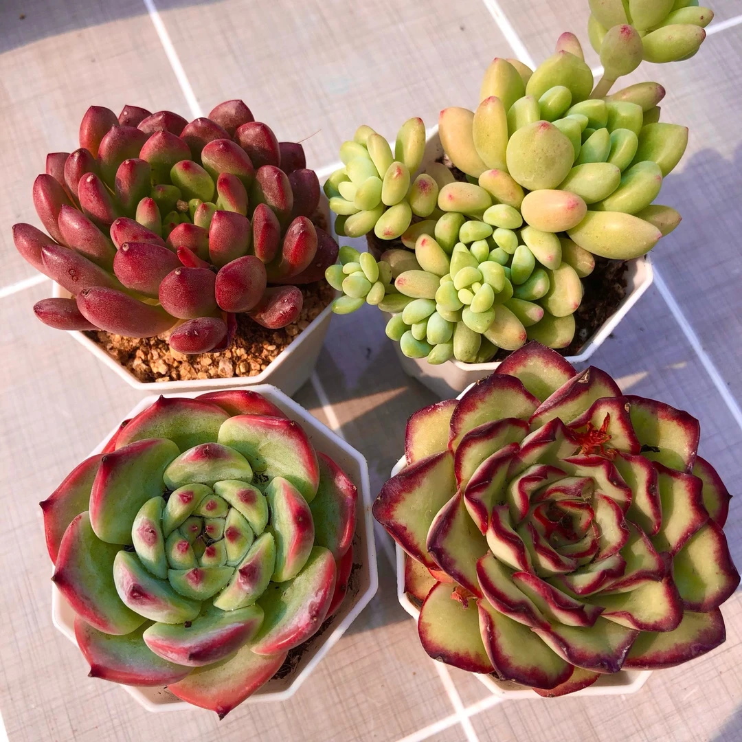 多肉植物组四 红宝石 凝指连 吉娃娃 灵隐送盆土（5厘米左右）
