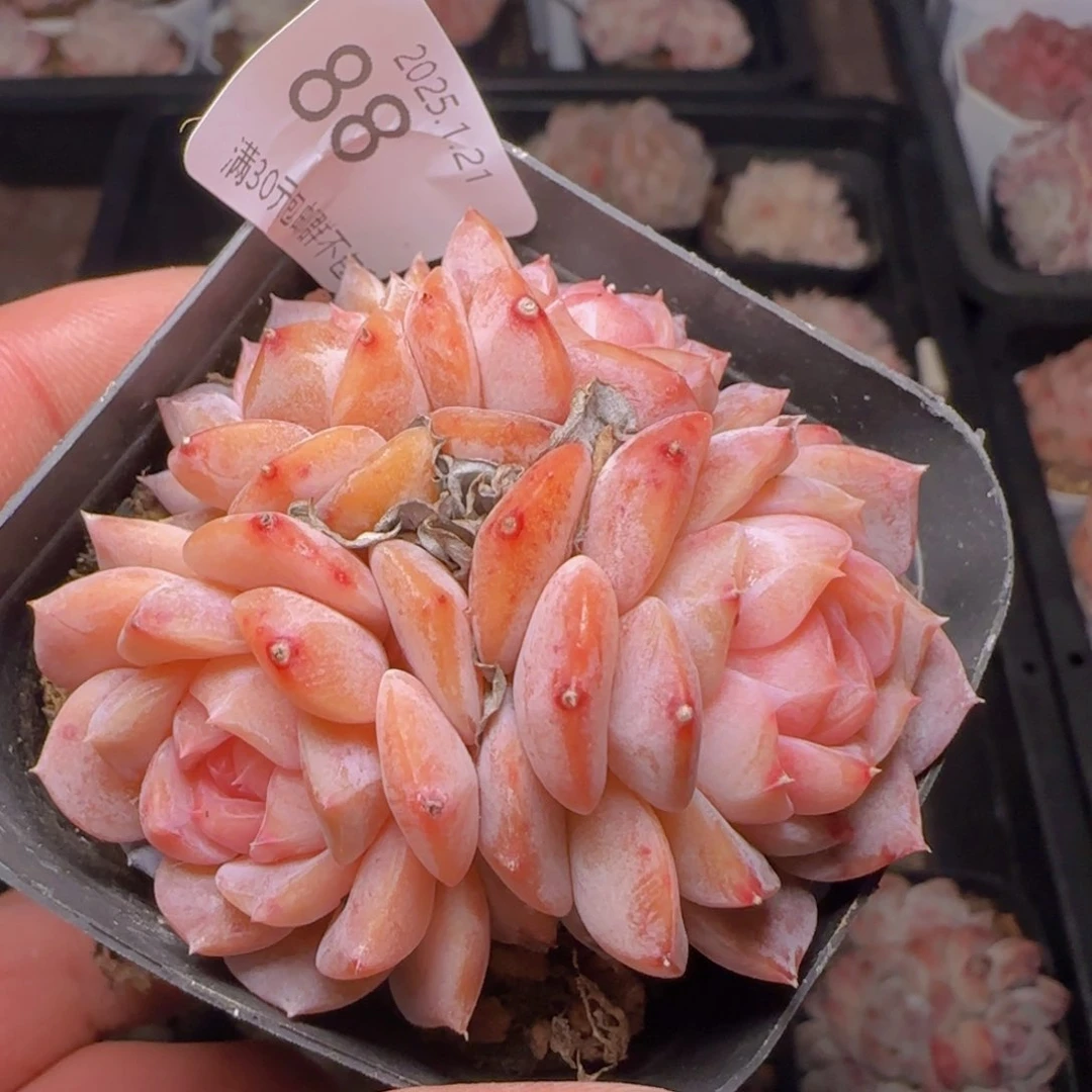 粉糯心四头冰魄一颗