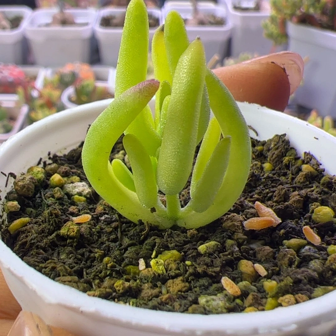 21多肉植物枝干香蕉黄锦