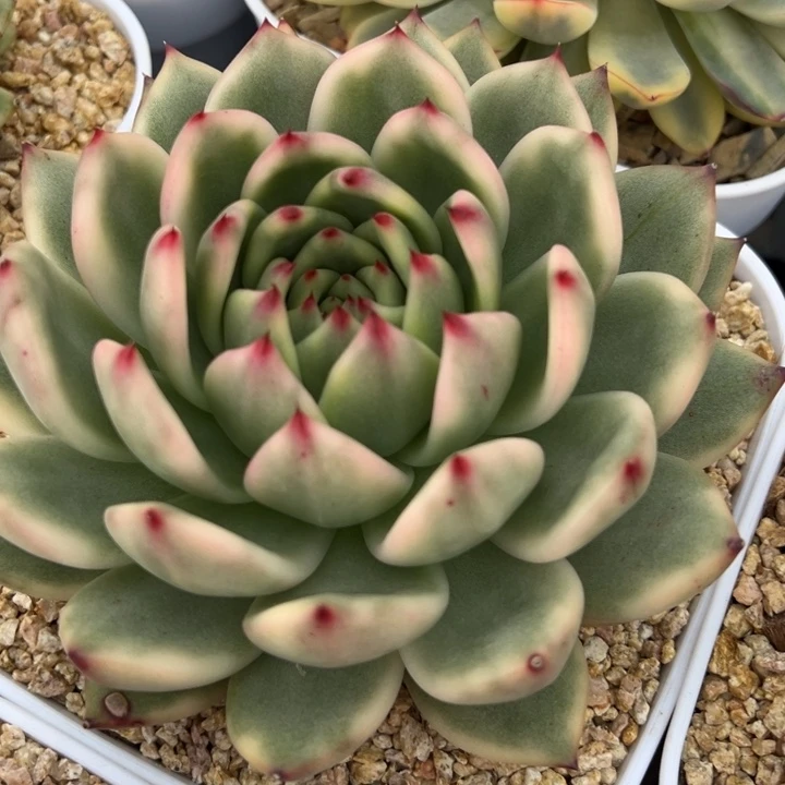 摩根锦冠服15 一物一拍