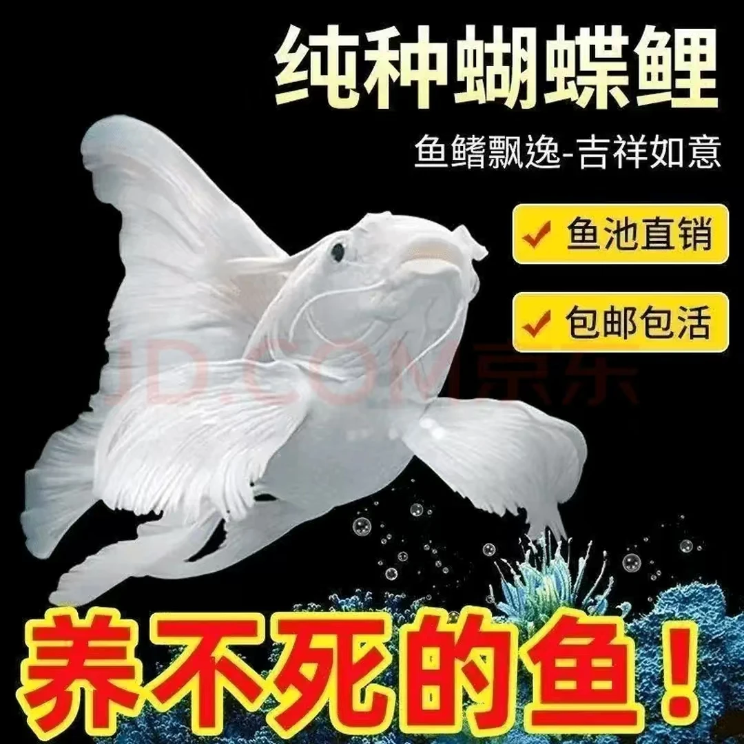 17-21纯种台湾白蝴蝶蝴蝶鲤观赏鱼大鳍大尾冷水好养耐