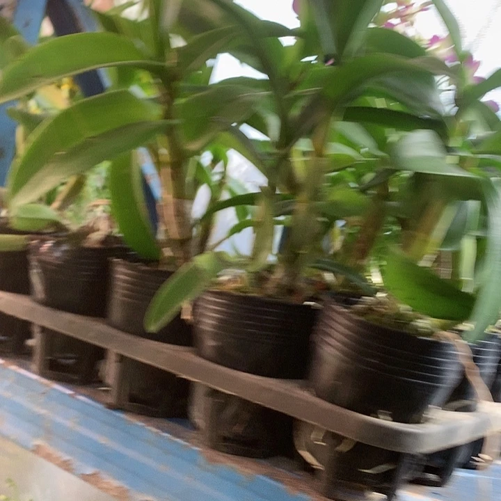 完全开放阿里朗大小3苗带花原盆，花叶不包损