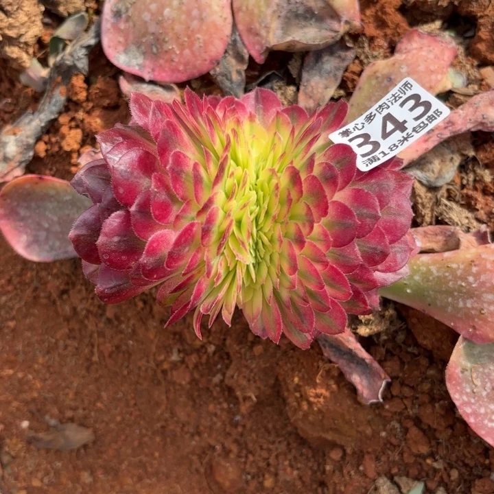 龙**敬343海仙缀化掌心多肉法师锦，我给您