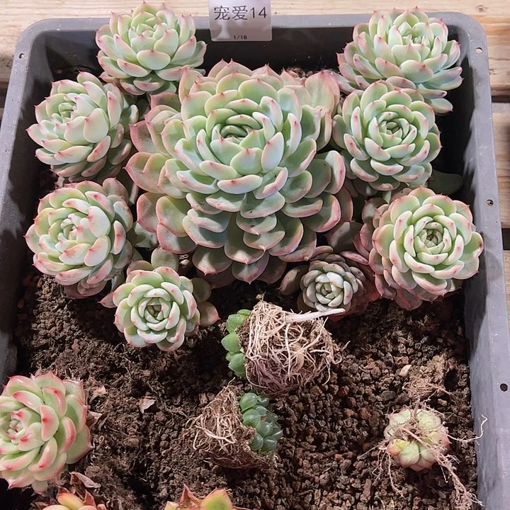直播福利一物一拍14