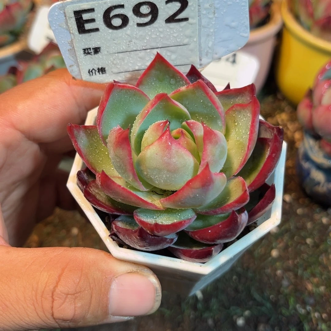 惊鸿一瞥692点的