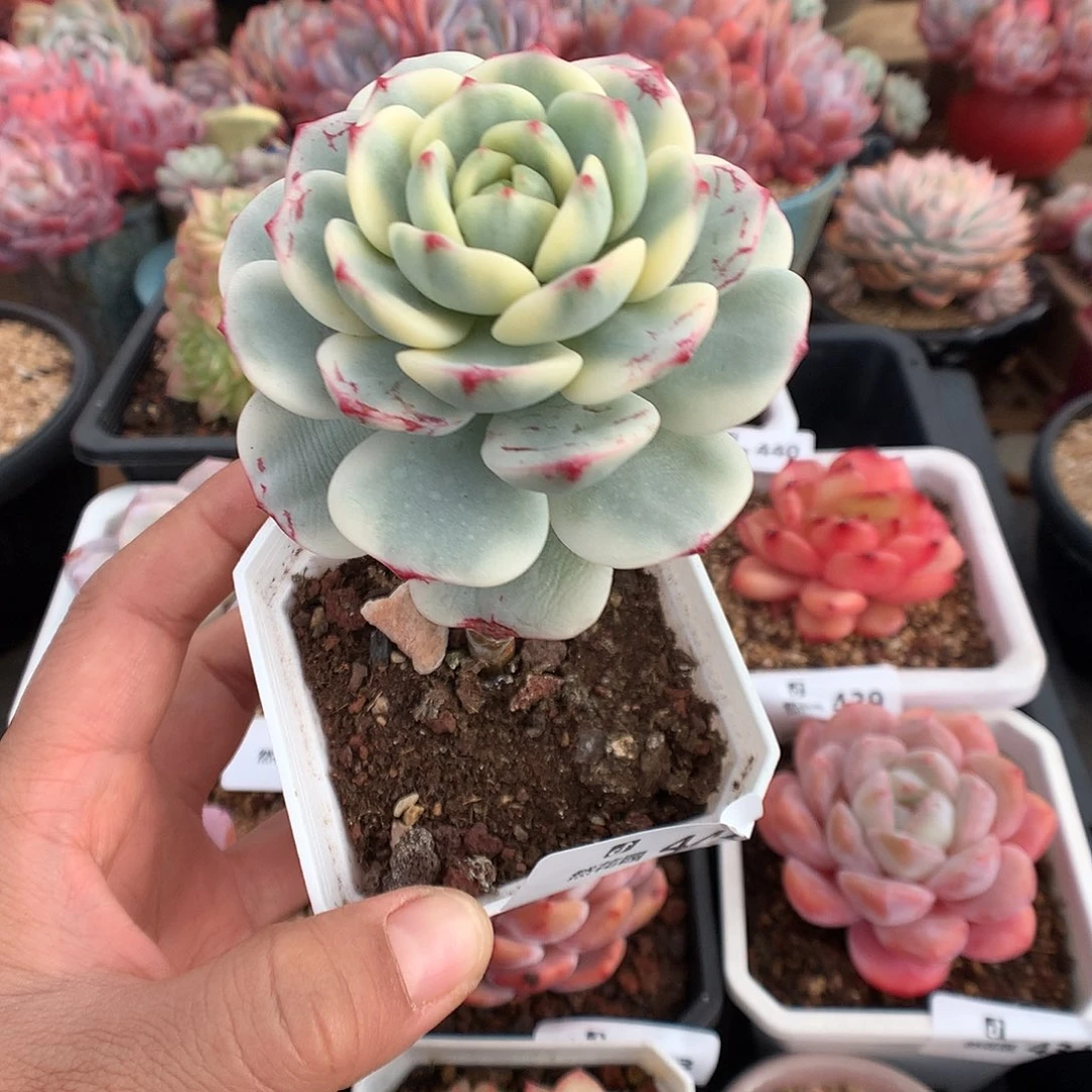 441香草锦多肉植物一物一拍