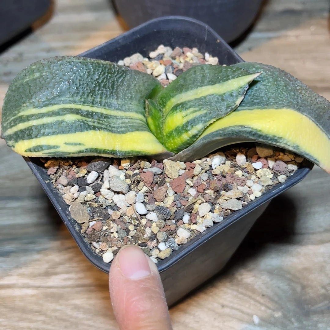 实生卧牛锦一物一拍