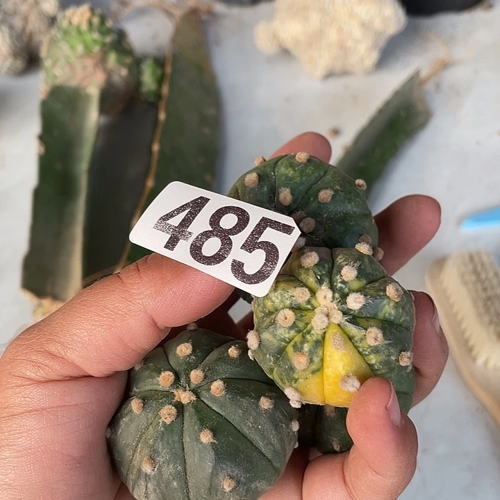 485号四棵仙人球小豆一组