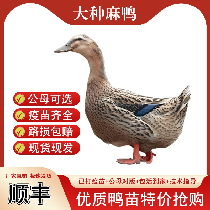 直播专属福建正宗脱温麻鸭活苗水鸭母下绿壳蛋半大麻鸭蛋鸭宠物鸭