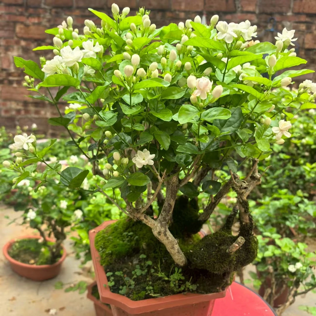 茉莉花新品种，直播间一物一拍