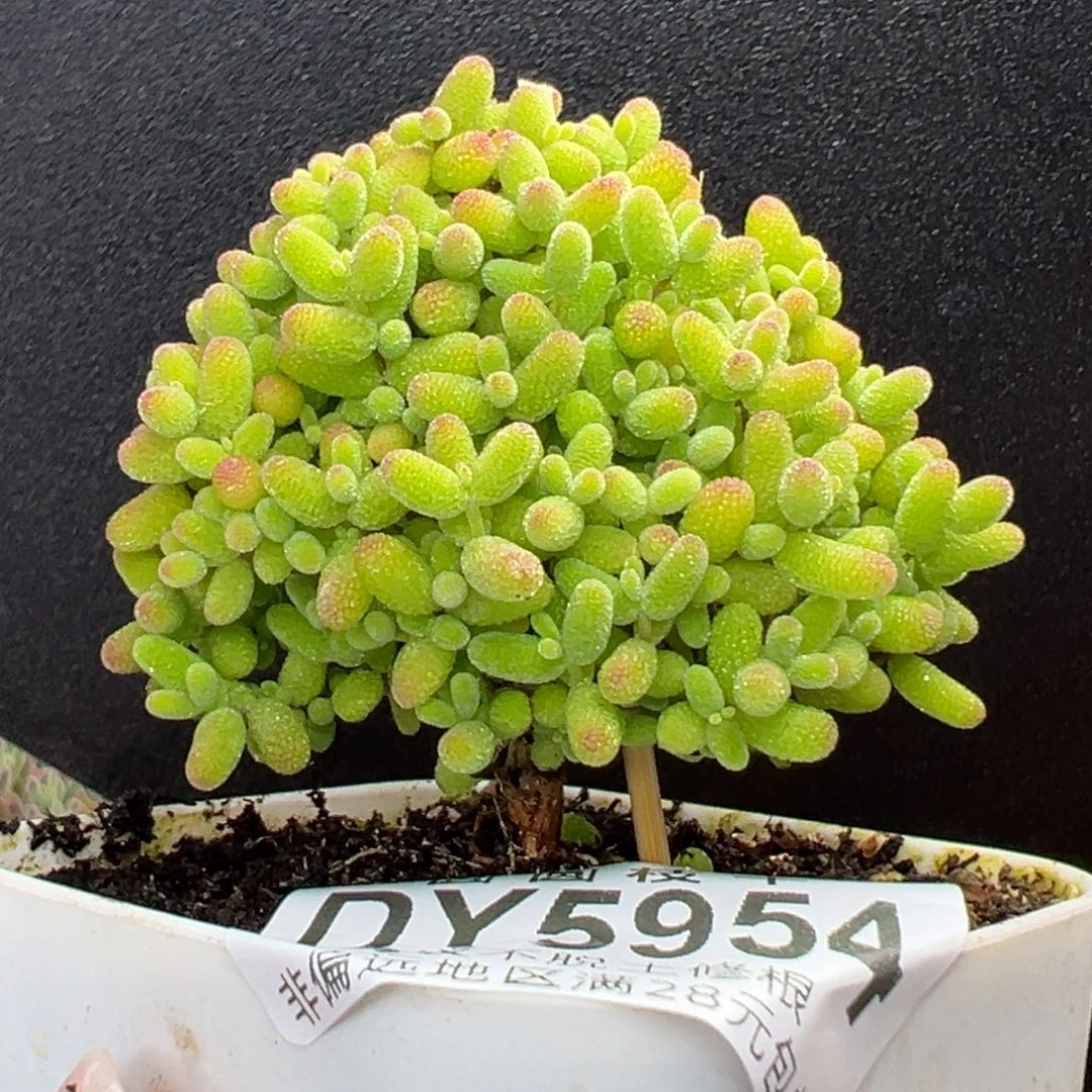 dy5954直杆小可爱蜜橘糖球冠幅5.5cm