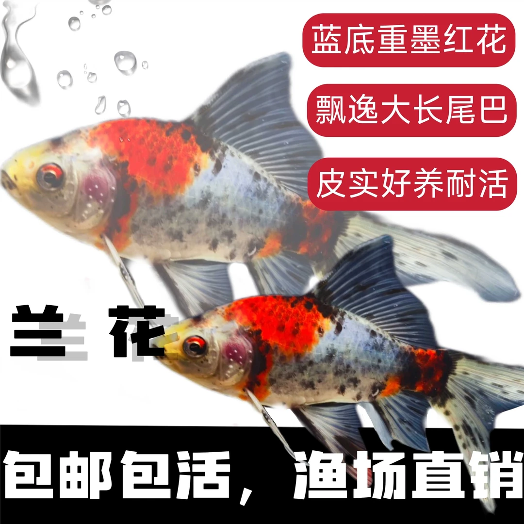 兰花金鱼锦鲤活鱼冷水淡水鱼苗观赏鱼金鱼小型好养耐活红白三色