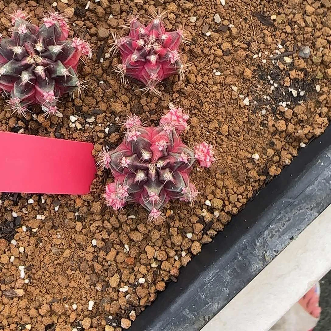 L539-1225泰国发货 小粉