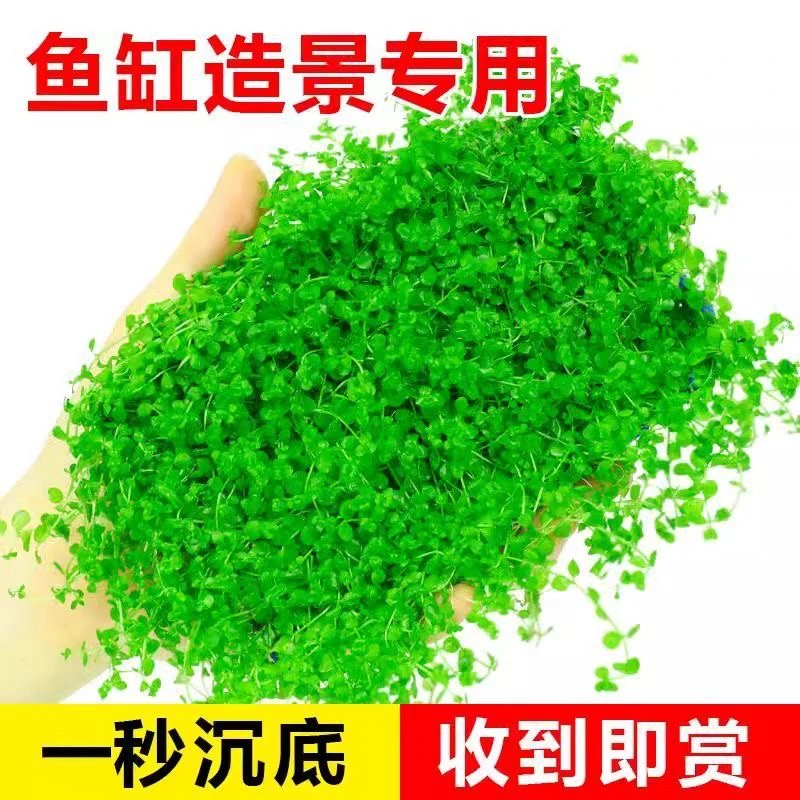 【免护理水草】爬地矮珍珠水草鱼缸造景水培增氧淡水草前景植物