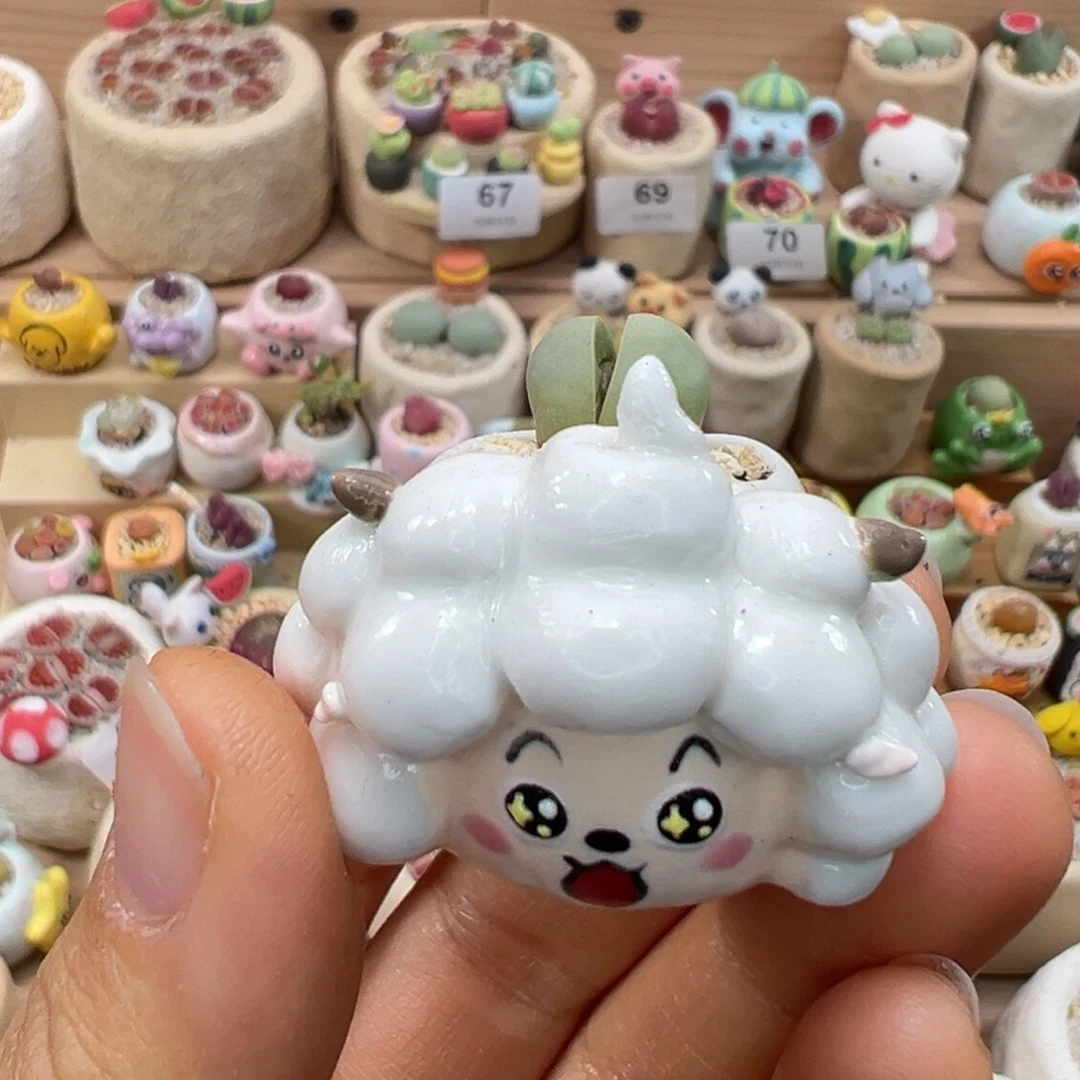 炭***炭多肉植物87号种毛叶石蒜