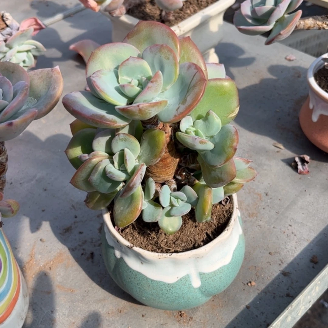 【闪购商品】无花朵芋*