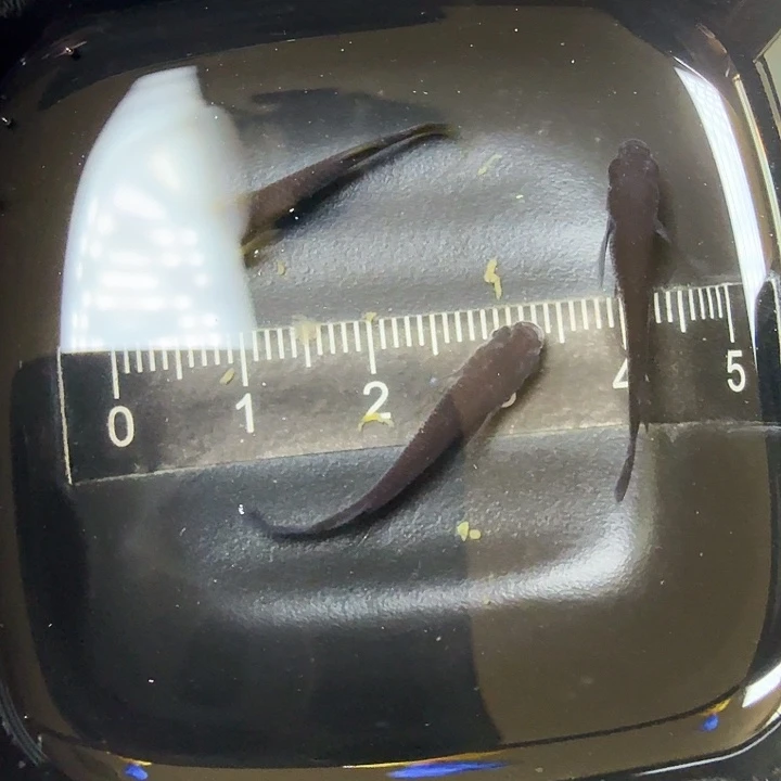 青鳉鱼57号拍品大蛇