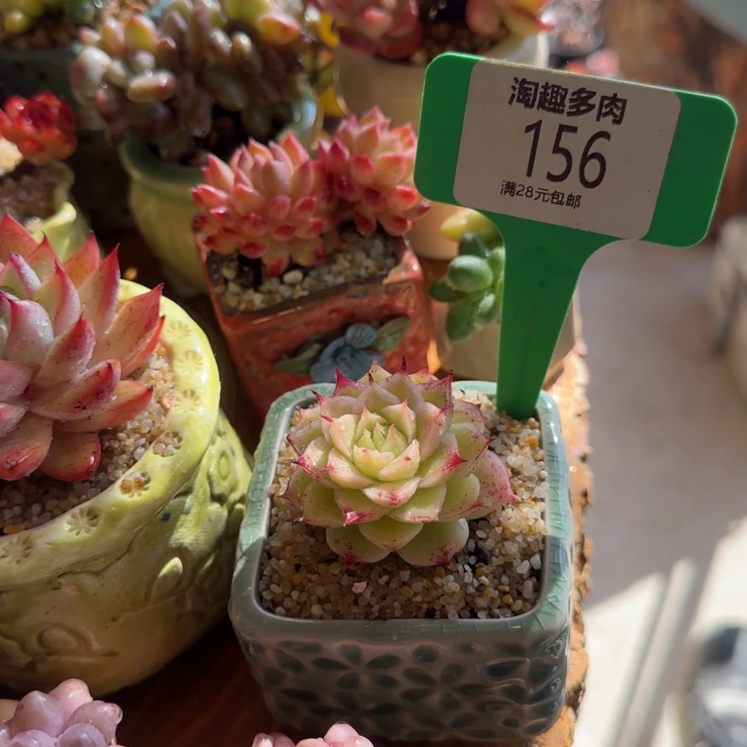 喵多肉植物脉感系列脚蹬头