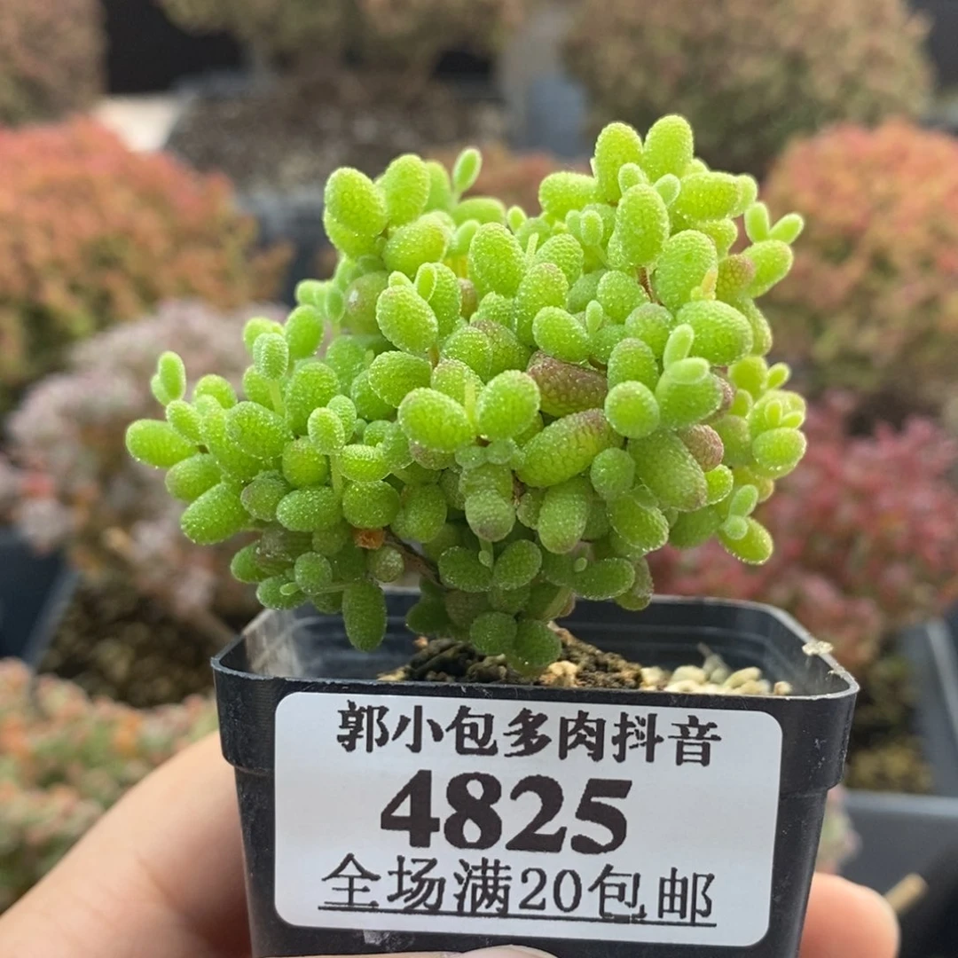 金橘糖球4825枝干番杏