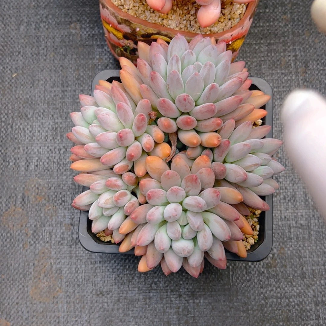 发货3111111111111111