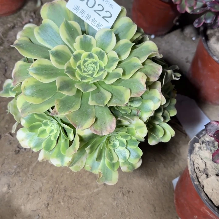 0022绿豆沙多肉植物