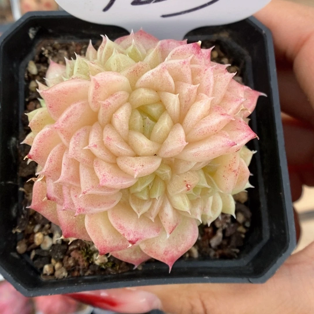 S****?油透麦秆可拍923号。