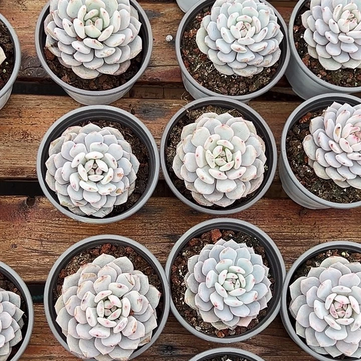 团002号。 星星橙。