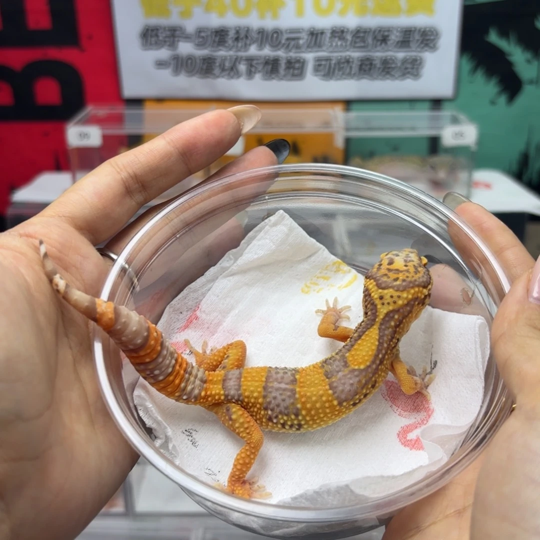 豹纹守宫橘化贝尔 妹妹 V110