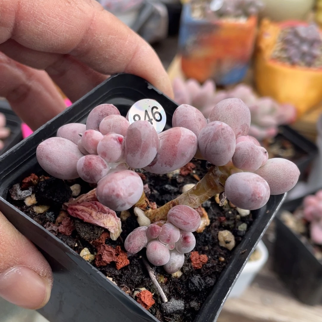 仙子奶酪多肉植物