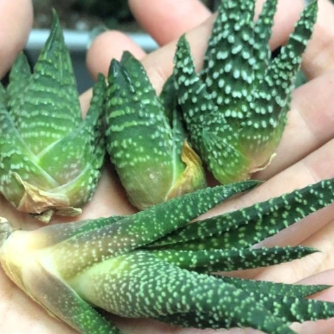 教****师哈哈哈哈哈哈哈哈