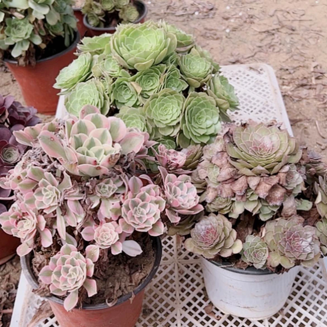【闪购商品】无花朵旭**升40号套餐3颗