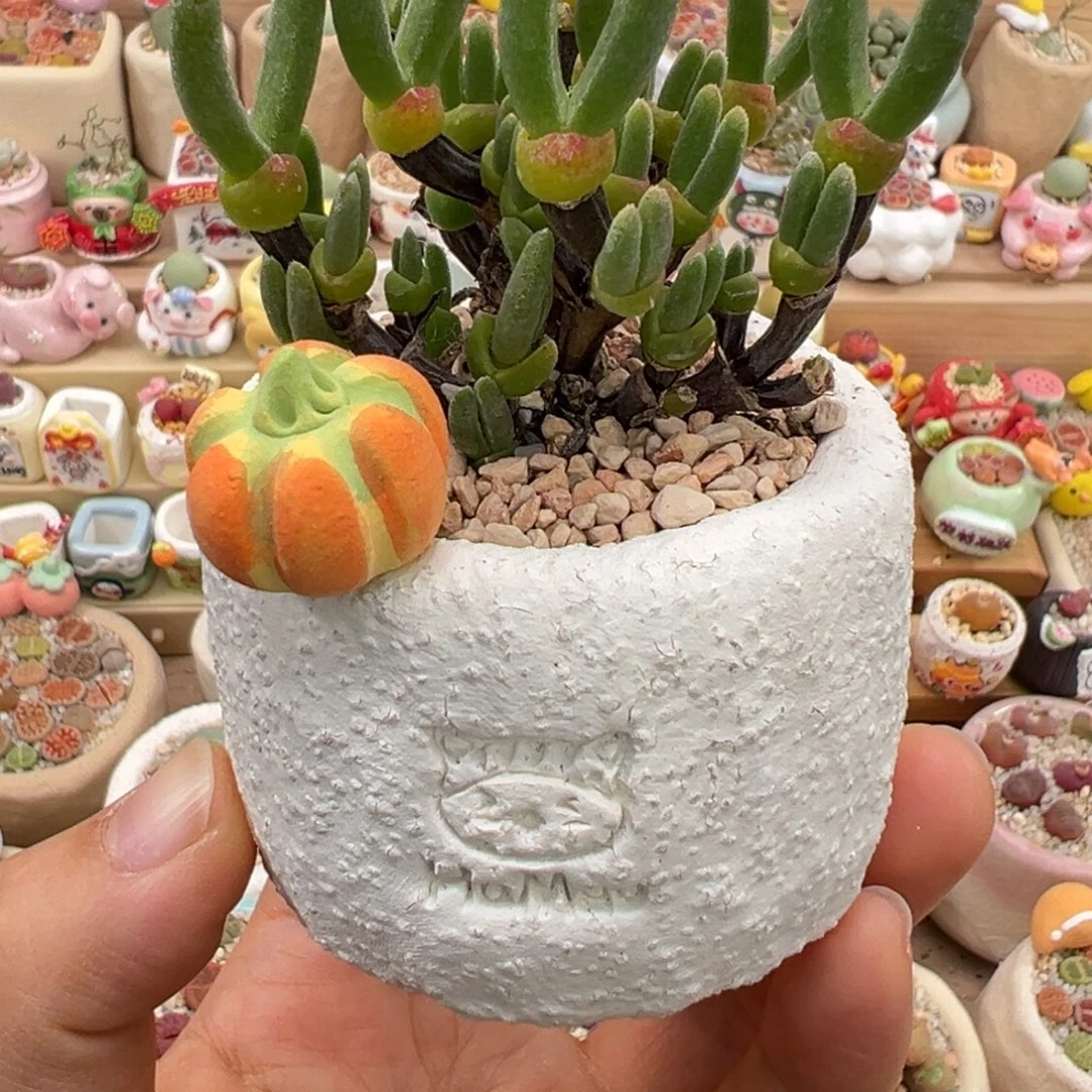 多肉植物61号枝干兔子