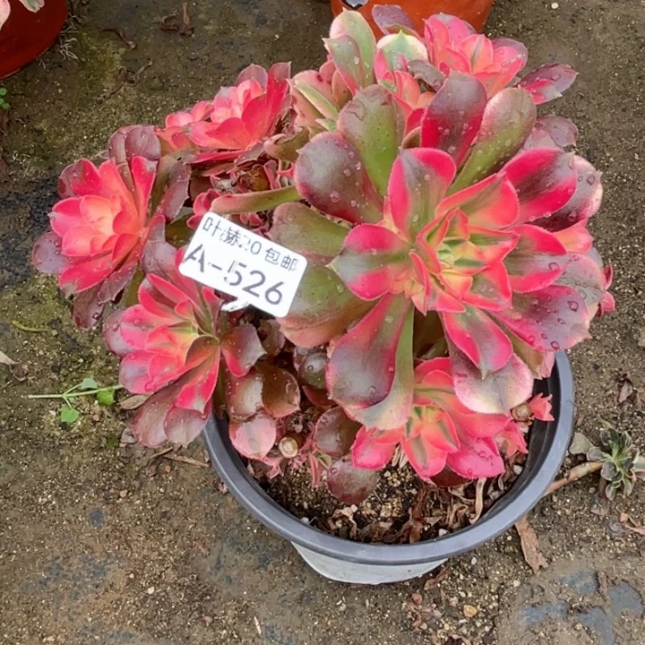 526香妃有砍不包掉头123456789