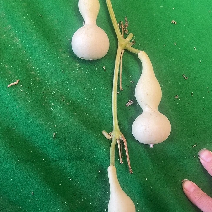 葫芦葫芦葫芦葫芦