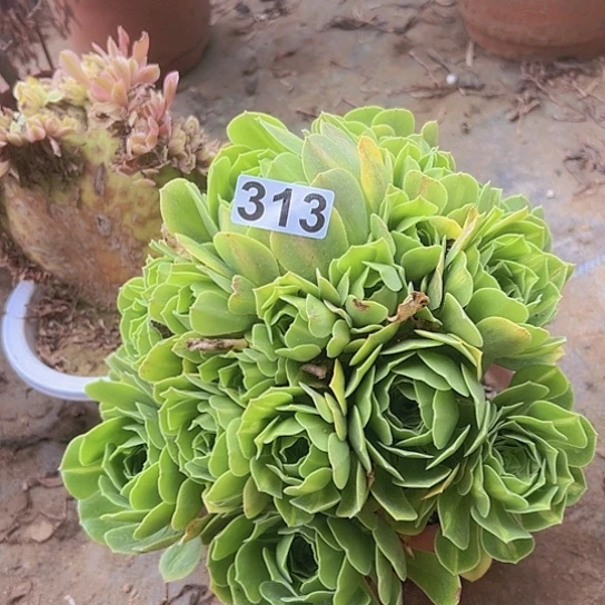 胡***光多肉植物一个法师。