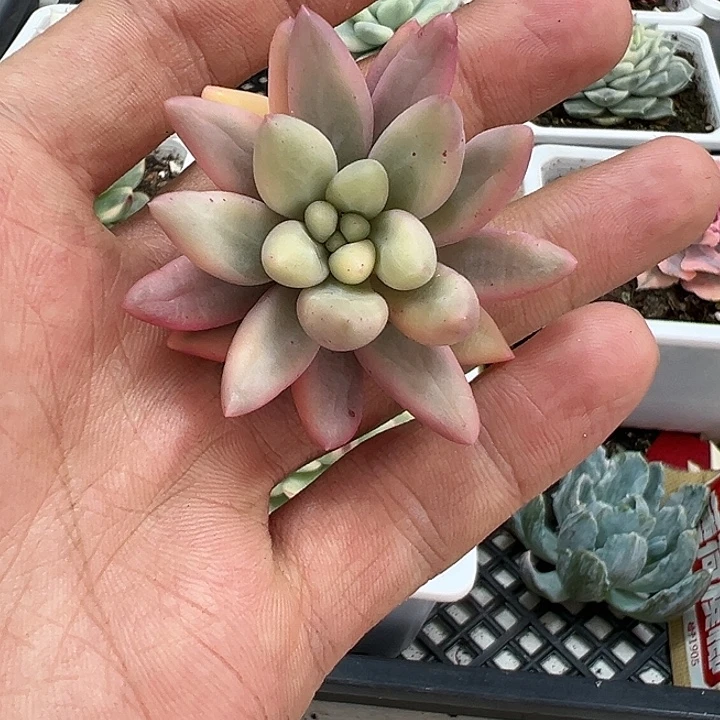 蜜桃啵啵锦多肉植物