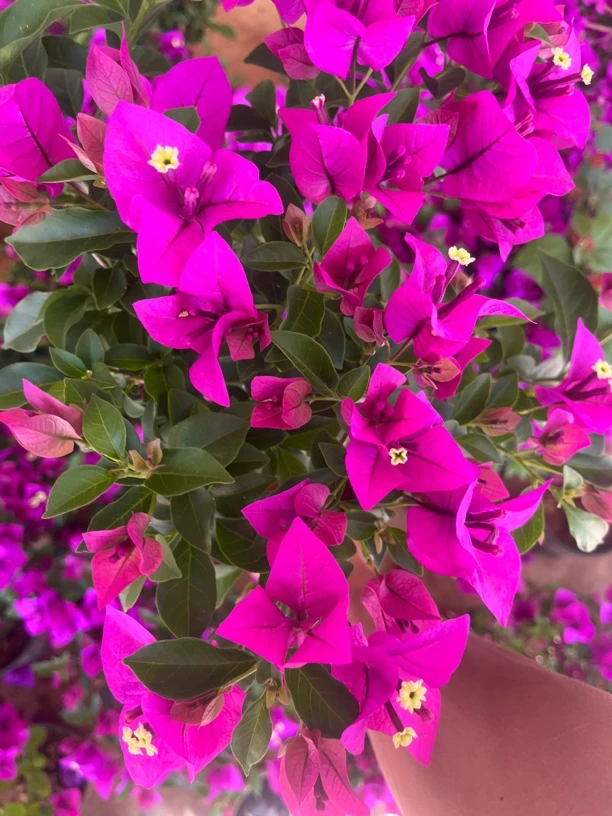 安格斯云南紫一物一拍福利款（掉花掉叶不售）