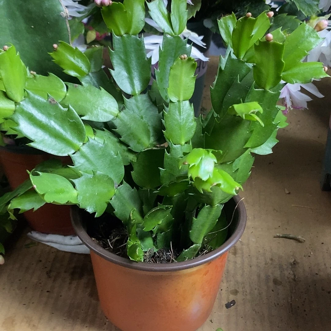 全部花朵粉色嫁接用福利