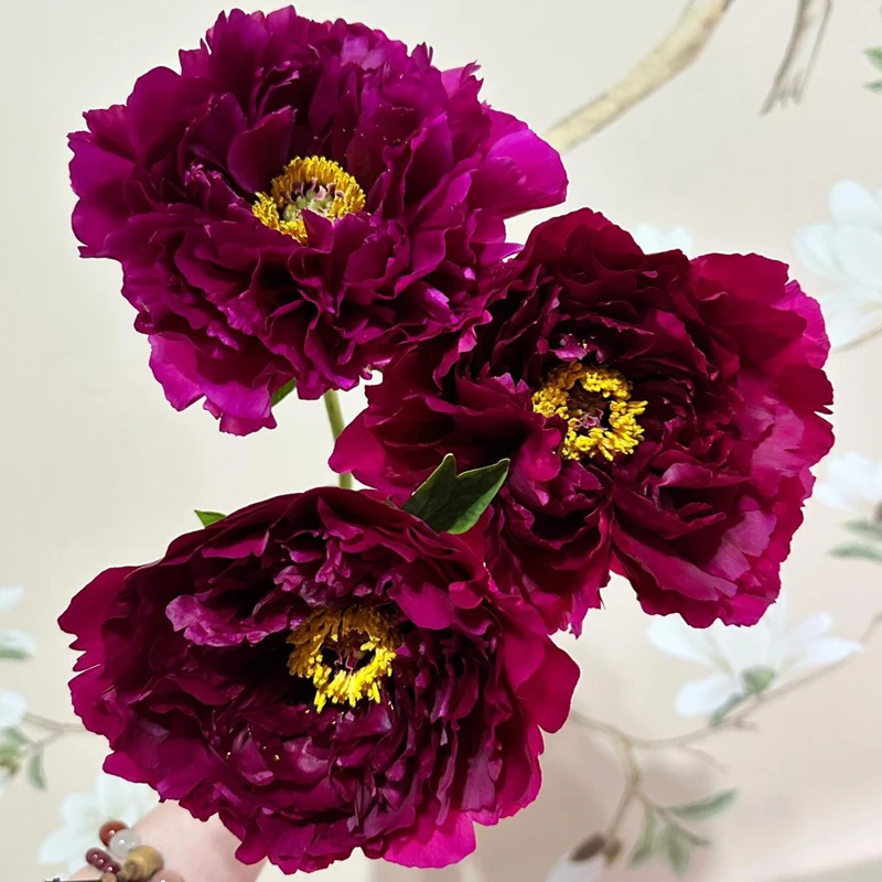 【墨润绝伦】年宵花山东牡丹鲜花芍药重瓣鲜切花百合玫瑰山东基地
