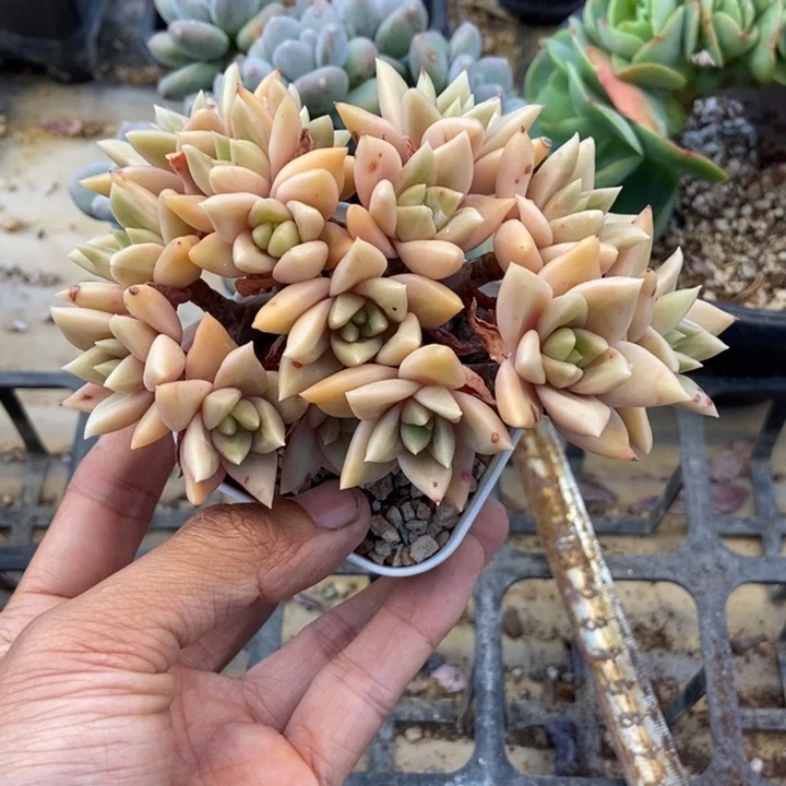 星*梦多肉植物一物一拍